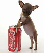 Image result for Tiniest Dog in the World