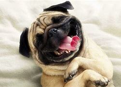 Image result for Funny Animal Desktop for Wallpaper Dog