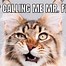 Image result for Toxic Cat Meme