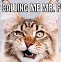 Image result for Cat Meme Pic Eyebrow
