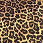 Image result for Leopard Print Desktop Background