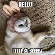 Image result for Cat Sleepy Morning Meme