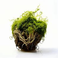 Image result for Angel Hair Moss