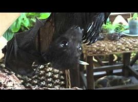 Image result for Black Flying Fox Cute