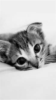 Image result for Cute Animal iPhone Wallpaper