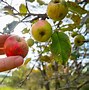 Image result for What Is a Death Apple Tree