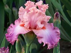 Image result for Iris 9000