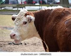 Image result for Shocked Cow
