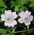 Image result for Geranium oxonianum ‘Katherine Adele’