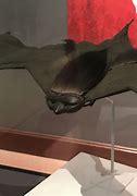 Image result for Real Dracula Bat