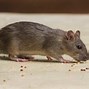 Image result for Mouse or Rat Droppings