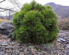 Image result for Pinus leucodermis Schmidtii