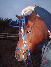 Image result for How to Put a Bridle On a Horse