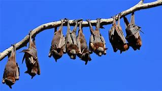 Image result for Filipino Fruit Bat
