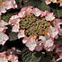 Hydrangea macrophylla Charme に対する画像結果