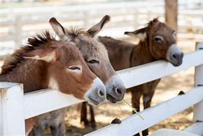 Image result for Farm Horses Donkeys