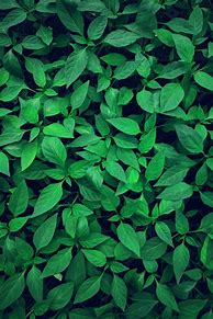 Image result for Free Wallpaper Leaves