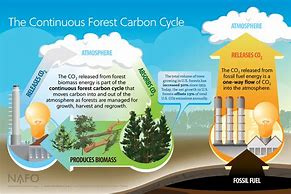 Image result for Forest Biomass