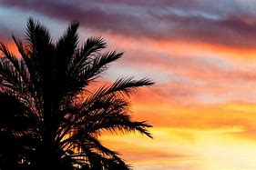 Image result for Beautiful Beach Sunset with Palm Trees
