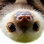 Image result for Sloth PFP