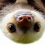 Image result for Baby Sloth Sleeping