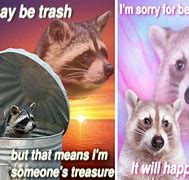Image result for OMG Face Raccoon Meme