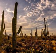 Image result for Green Desert Cactus
