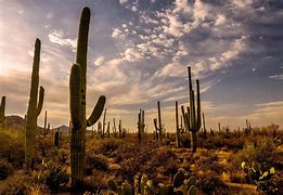 Image result for Cactus in a Desert