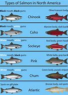 Image result for Different Salmon Types