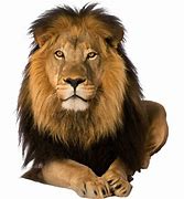 Image result for Beautifull Animals PNG