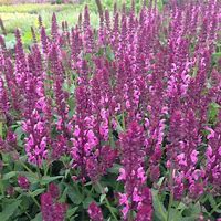 Image result for Salvia nemorosa Pink Friesland