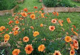 Image result for Geum Beech House Apricot