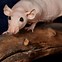 Image result for A Bald Rat