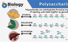 Polysaccharide 的图像结果