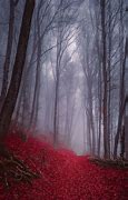 Image result for Foggy Forest Wallpaper 4K