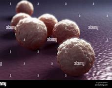Image result for Chlamydia Trachomatis