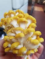 Image result for Wild Oyster Mushrooms