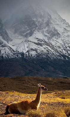 Guanaco Patagonia Chile Wallpapers - Wallpaper Cave