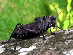 Image result for Costa Rican Grasshoppers
