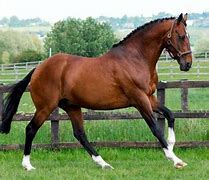 Image result for Anglo-Norman Horse