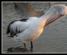 Image result for Pelican Cleaning Pouch