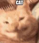 Image result for Excited Happy Cat