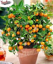 Image result for Miniature Orange Tree House Plant