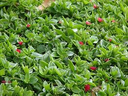 Image result for Red Apple Plant Ground Cover