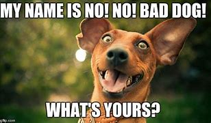 Image result for Dog Meme My Name Is Stop That