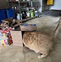 Image result for The Cat Traps Are Working Meme