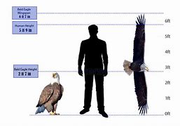 Image result for Eagle Size Comparison Chart