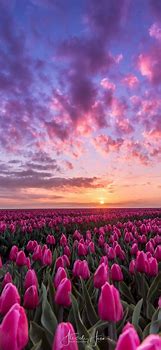 Image result for Tulip iPhone Wallpaper