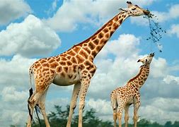 Image result for Giraffe Pics