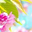 Image result for Spring Wallpaper iPhone 7